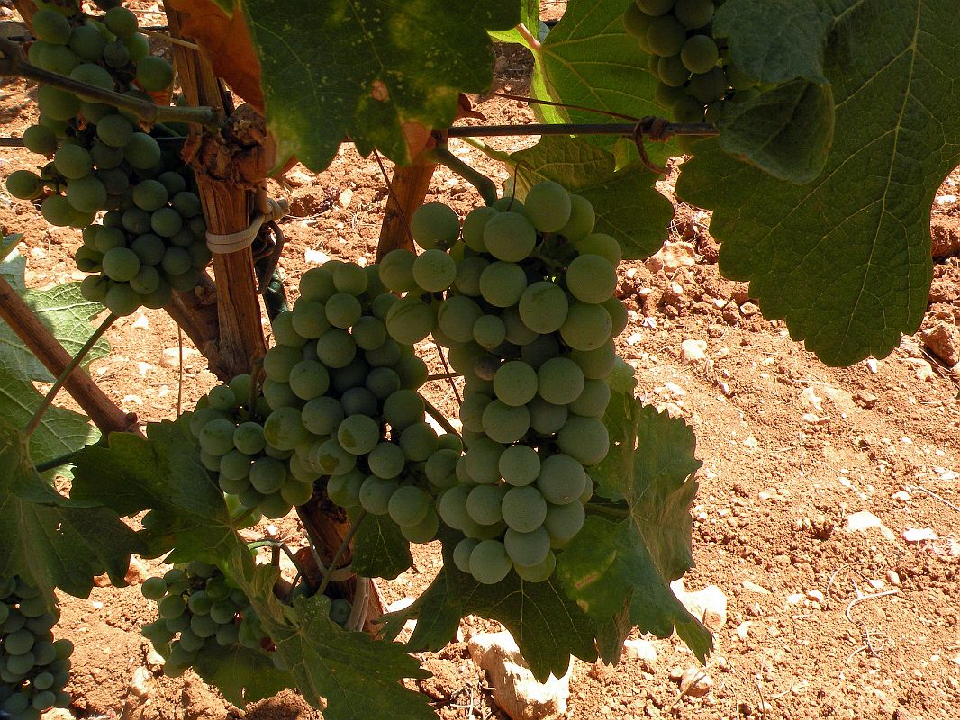Bekaa Valley 07 White Grapes On The Vine Outside Caves De Ksara 